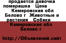 продается девочка померашка › Цена ­ 30 000 - Кемеровская обл., Белово г. Животные и растения » Собаки   . Кемеровская обл.,Белово г.